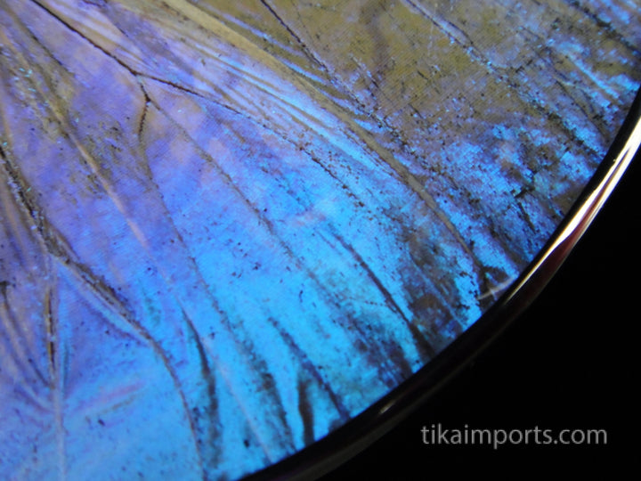 XXL Pearl Blue Wing Pendant