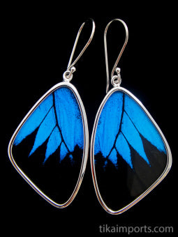 Large Blue & Black Wing Earrings