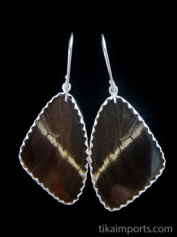 Large Blue & Black Wing Earrings