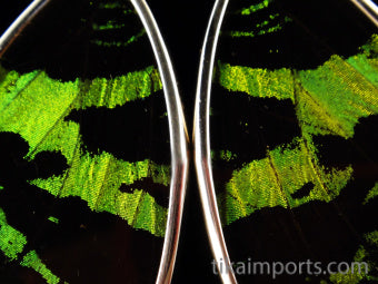 Large Green & Black Wing Earrings
