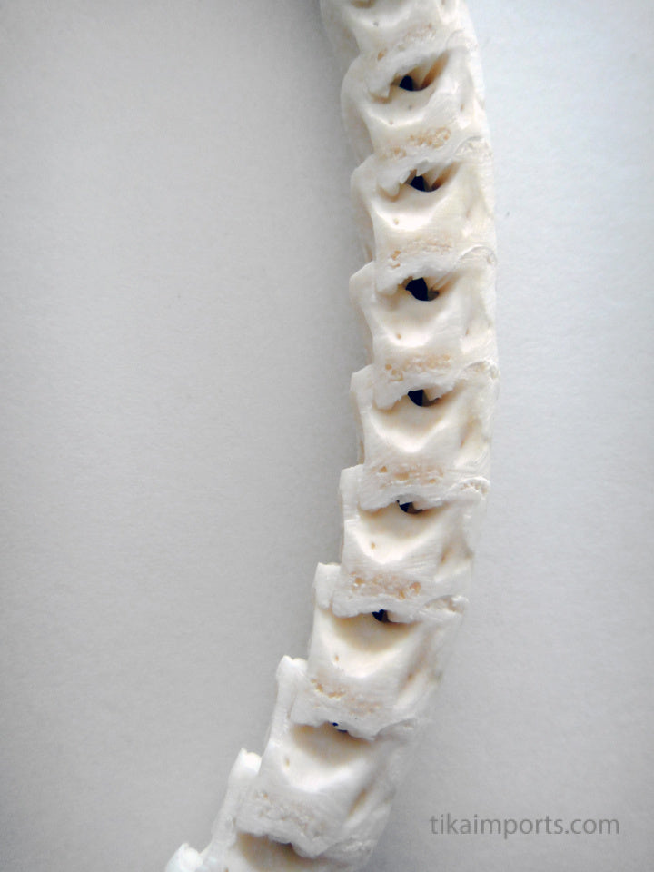 Snake Vertebrae Choker- White