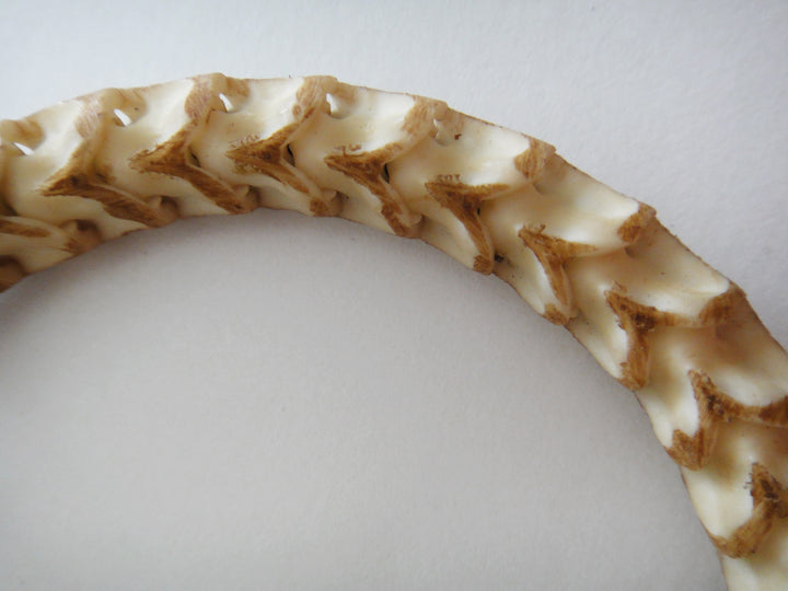 Snake Vertebrae Bracelet- Tan