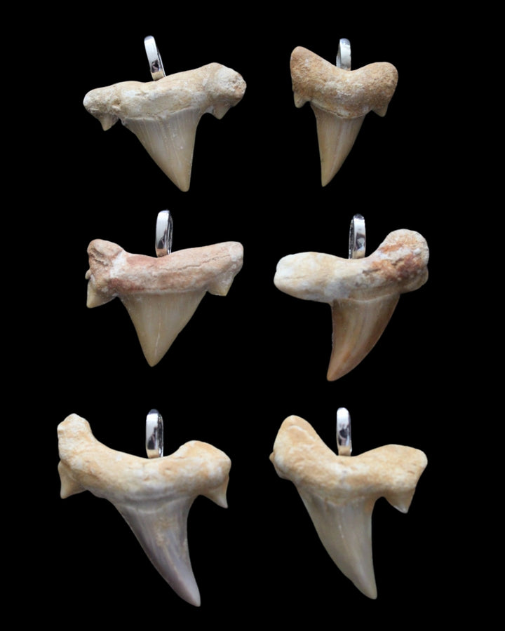 Fossilized Shark Teeth Pendants (6 pc.)