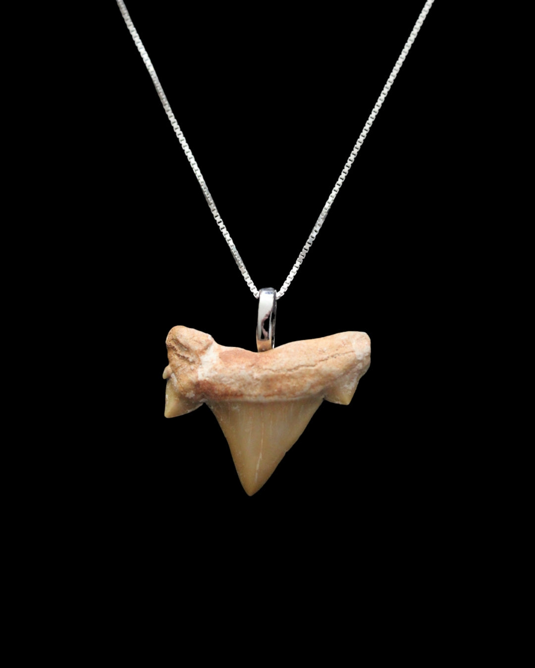 Fossilized Shark Teeth Pendants (6 pc.)