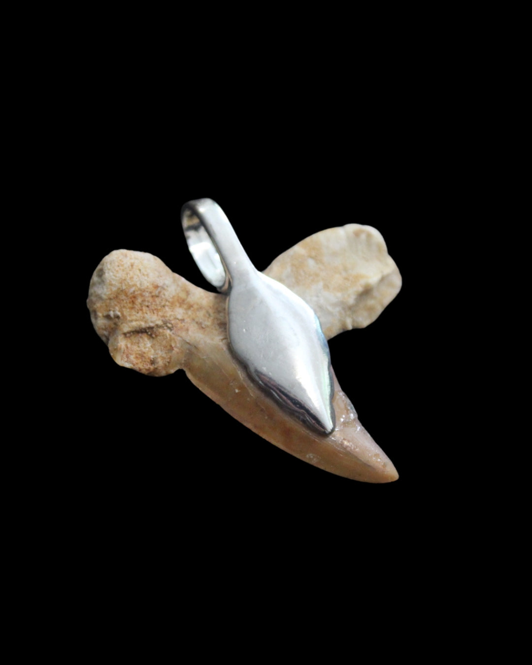 Fossilized Shark Teeth Pendants (6 pc.)